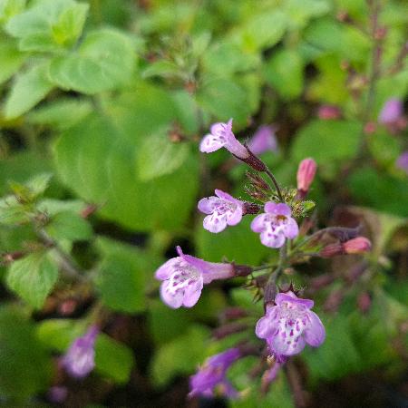 CALAMINTHA sylvatica 'Gottfried Kühn'