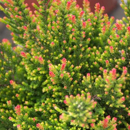 CALLUNA vulgaris 'Spring torch' 