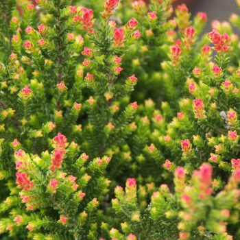 CALLUNA vulgaris 'Flamingo'