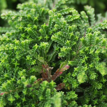 CALLUNA vulgaris 'Mrs Ronald Gray'