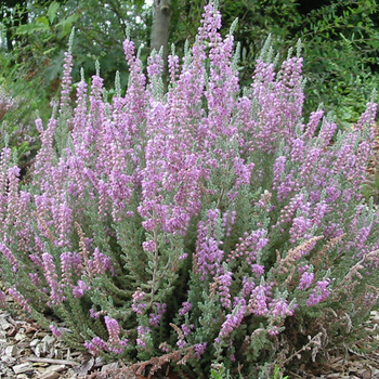 CALLUNA vulgaris 'Silver Knight'