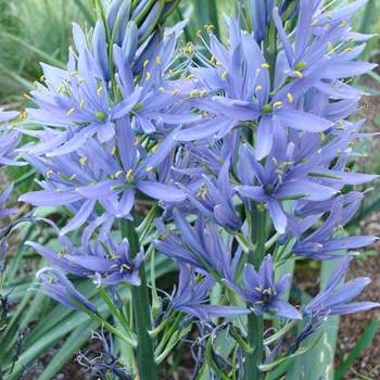 CAMASSIA