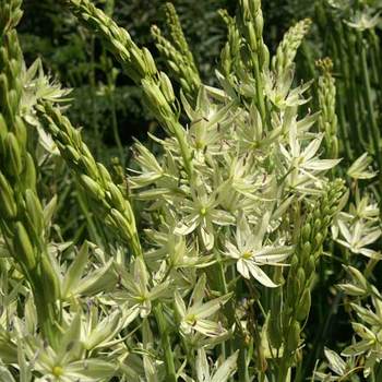 CAMASSIA leichtlinii 'Alba'