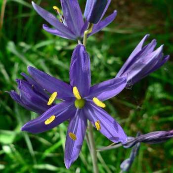 CAMASSIA quamash 