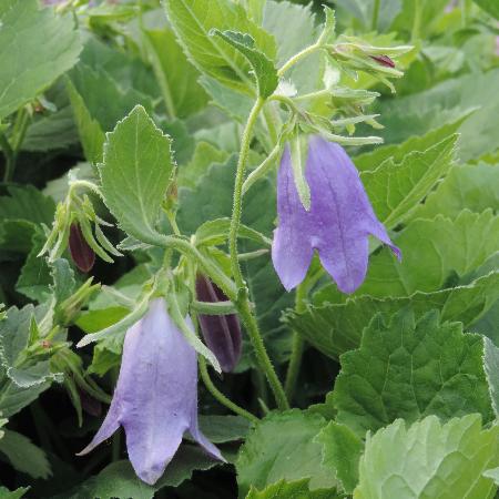 CAMPANULA 'Sarastro'
