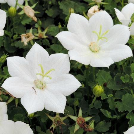 CAMPANULA carpatica 'Alba'