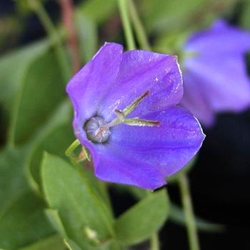CAMPANULA carpatica