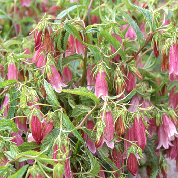 CAMPANULA takesimana 'Elizabeth'