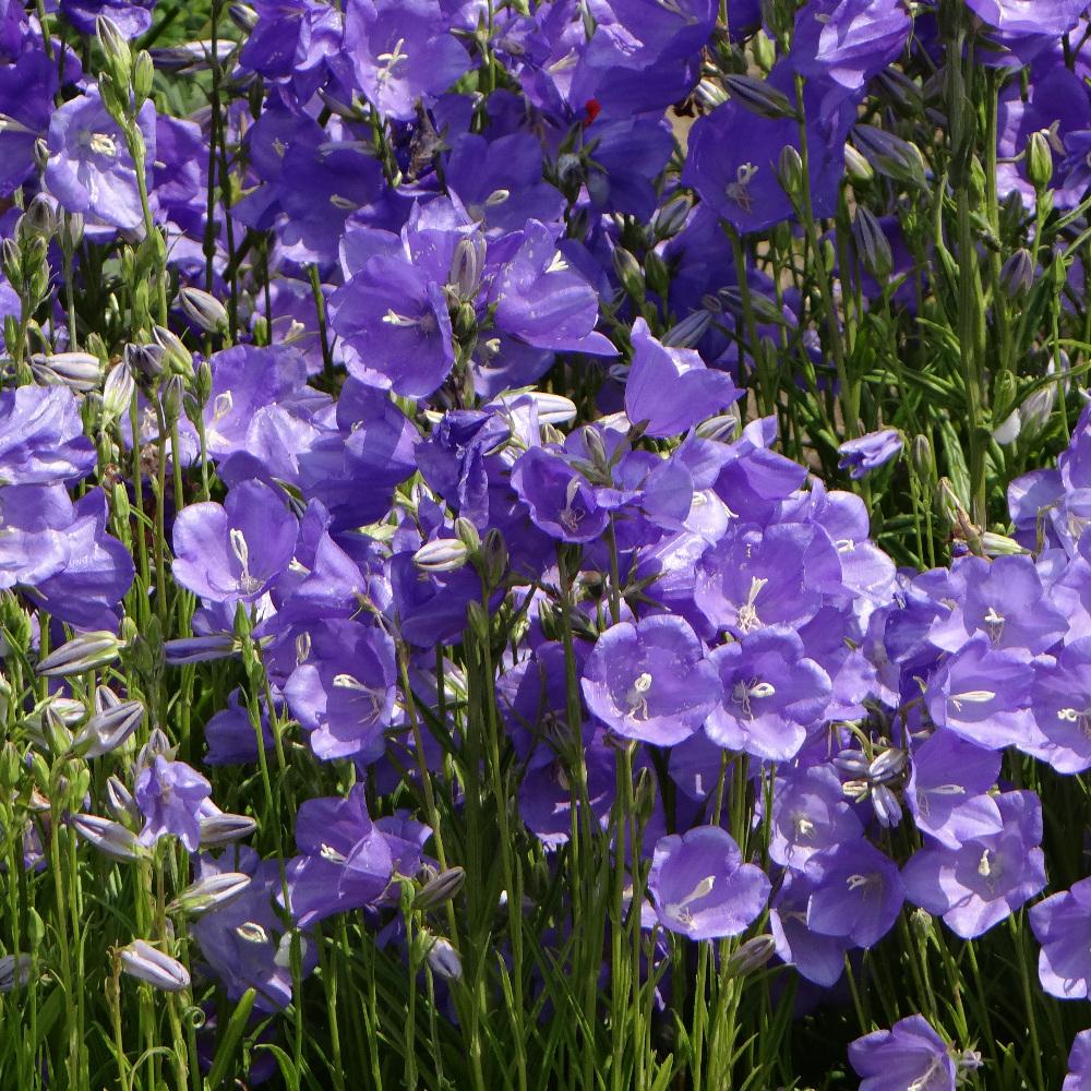 CAMPANULA persicifolia