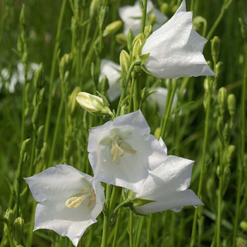 CAMPANULA persicifolia 'Alba'