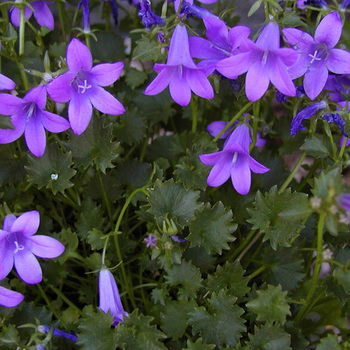 CAMPANULA portenschlagiana (muralis)