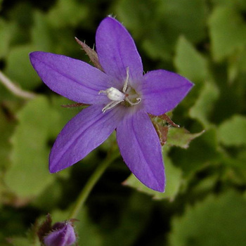 CAMPANULA poscharskyana 'Blauranke'