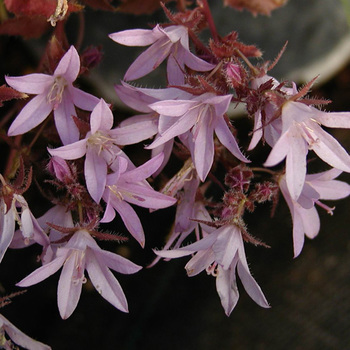 CAMPANULA poscharskyana 'Lisduggan Variety'