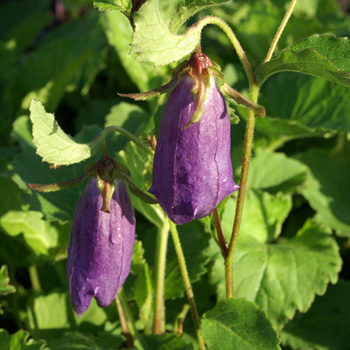 CAMPANULA 'Sarastro'