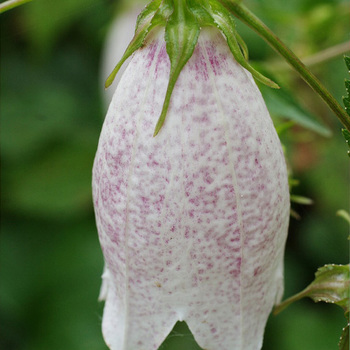 CAMPANULA takesimana