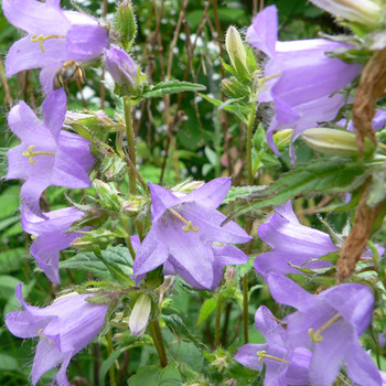 CAMPANULA trachelium