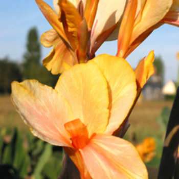 CANNA 'Angèle Martin'