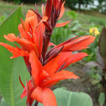 CANNA 'Brasier'