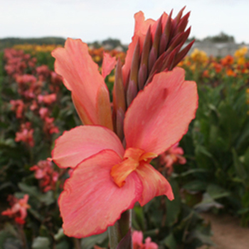 CANNA 'Champion'