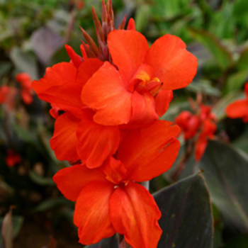 CANNA 'Corail'