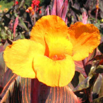 CANNA 'Durban'