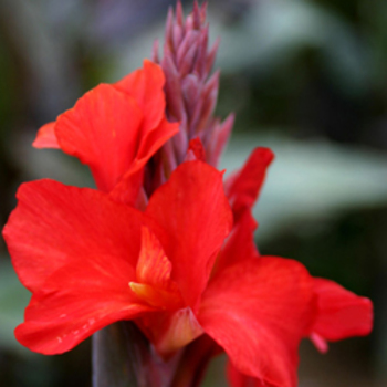 CANNA 'Etoile de Feu'