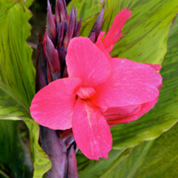 CANNA 'Felix Roux'