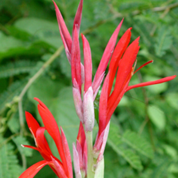 CANNA 'Ibis'