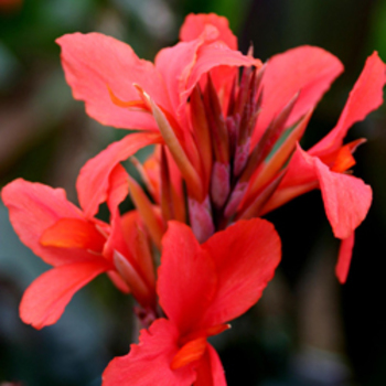 CANNA 'Plantagenet'