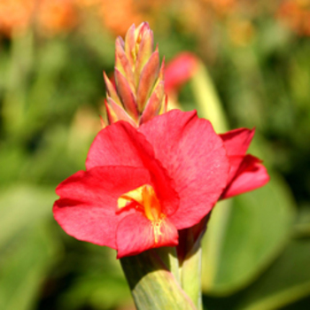 CANNA 'Prince Charmant'