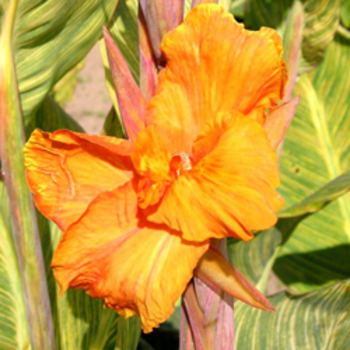 CANNA 'Striata'