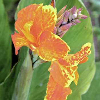 CANNA 'Taroudant' 