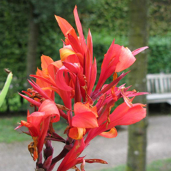 CANNA 'Thibaut'