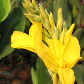 CANNA 'Yellow King Humbert'