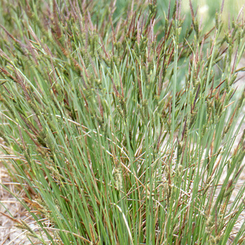 CAREX acutiformis