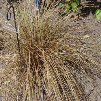 CAREX buchananii