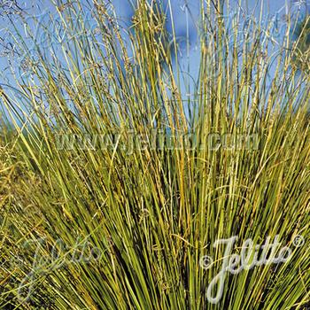 CAREX buchananii 'Green Twist'