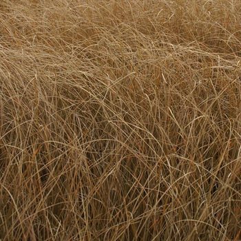 CAREX comans 'Bronze Form'