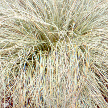 CAREX comans 'Frosted Curls'