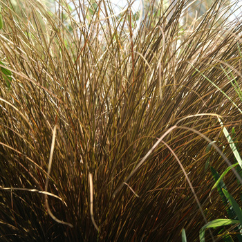 CAREX comans 'Milk Chocolate'