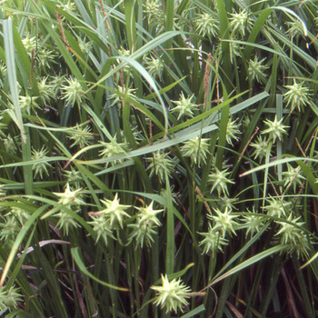 CAREX grayi