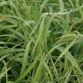 CAREX laxiculmis 'Bunny Blue'