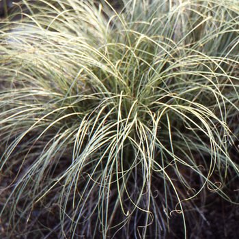 CAREX montana