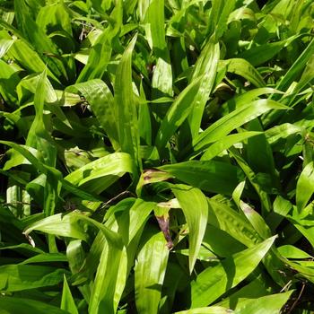 CAREX plantaginea