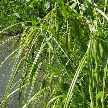 CAREX pseudocyperus