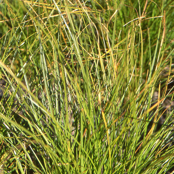 CAREX secta