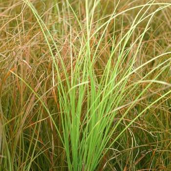 CAREX testacea 'Lime shine'