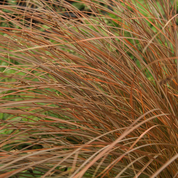 CAREX tenuiculmis