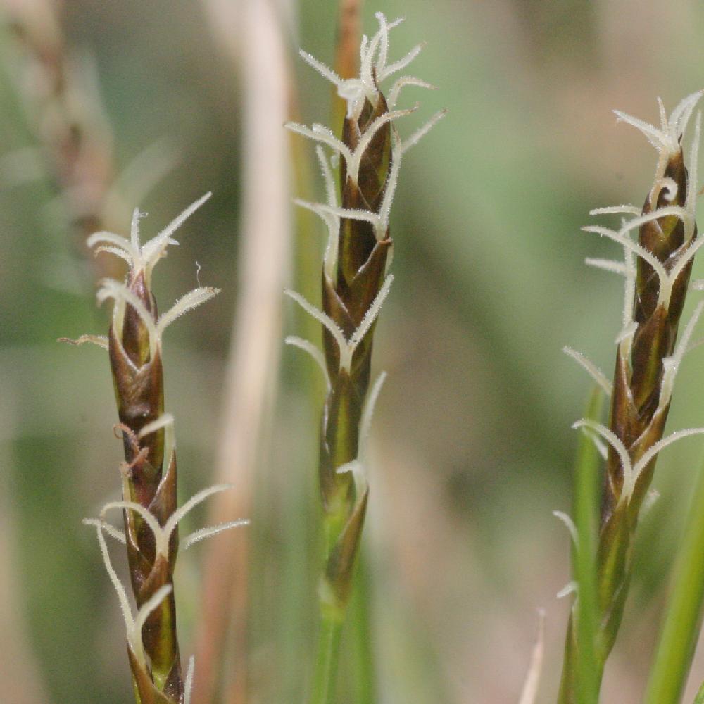 CAREX davalliana