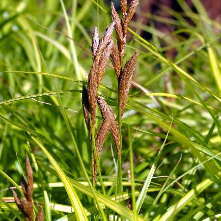 CAREX muskingumensis